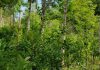 Agroecología: la ciencia de hacer a la agricultura más sustentable agroecología paraguay