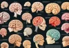 ¿Cuántas psicologías evolucionistas hay? cuántas psicologías evolucionistas hay
