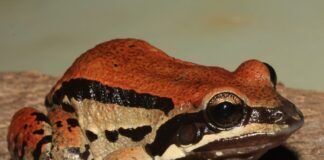 Paraguay registra 91 anfibios: enfermedades, falta de hábitats y cambio climático son amenazas globales Leptodactylus apepyta, paraguay anfibios