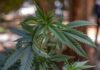 Con miedo y evasiones, autoridades de Paraguay obstaculizan investigación de cannabis medicinal Investigar cannabis medicinal en Paraguay es una odisea