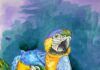 Cómo la ciencia y el turismo evitan que el guacamayo azul y amarillo desaparezca en Paraguay ilustración del gua'a kaninde