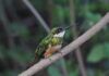 Paraguay tiene 724 especies de aves debidamente documentadas en el país