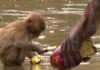 ¿Los animales tienen cultura? ¿los animales tienen cultura? Macacos japoneses lavan su comida