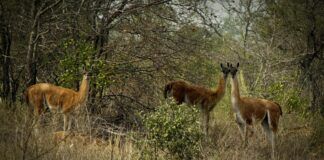 La fiebre extractivista que amenaza los Médanos del Chaco