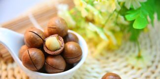 Investigación ayuda a mejorar producción industrial de la macadamia investigacion produccion macadamia