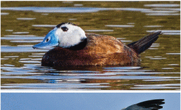 Investigador de Paraguay publica artículo sobre biodiversidad en prestigiosa revista Science