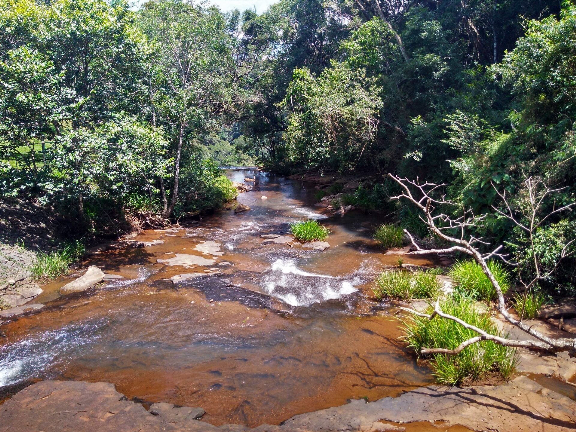 Lo que estamos perdiendo tirol eco resort Crossodactylus schmidti